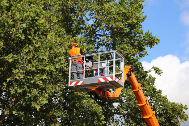 Best Storm Damage Tree Cleanup  in Woodbury, NJ